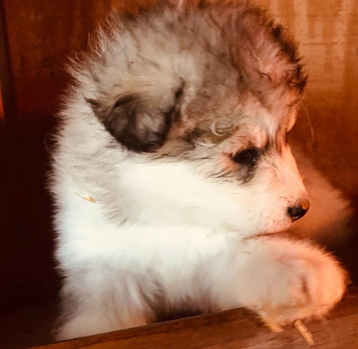 Alaskan Malamute Puppies breeder image 30