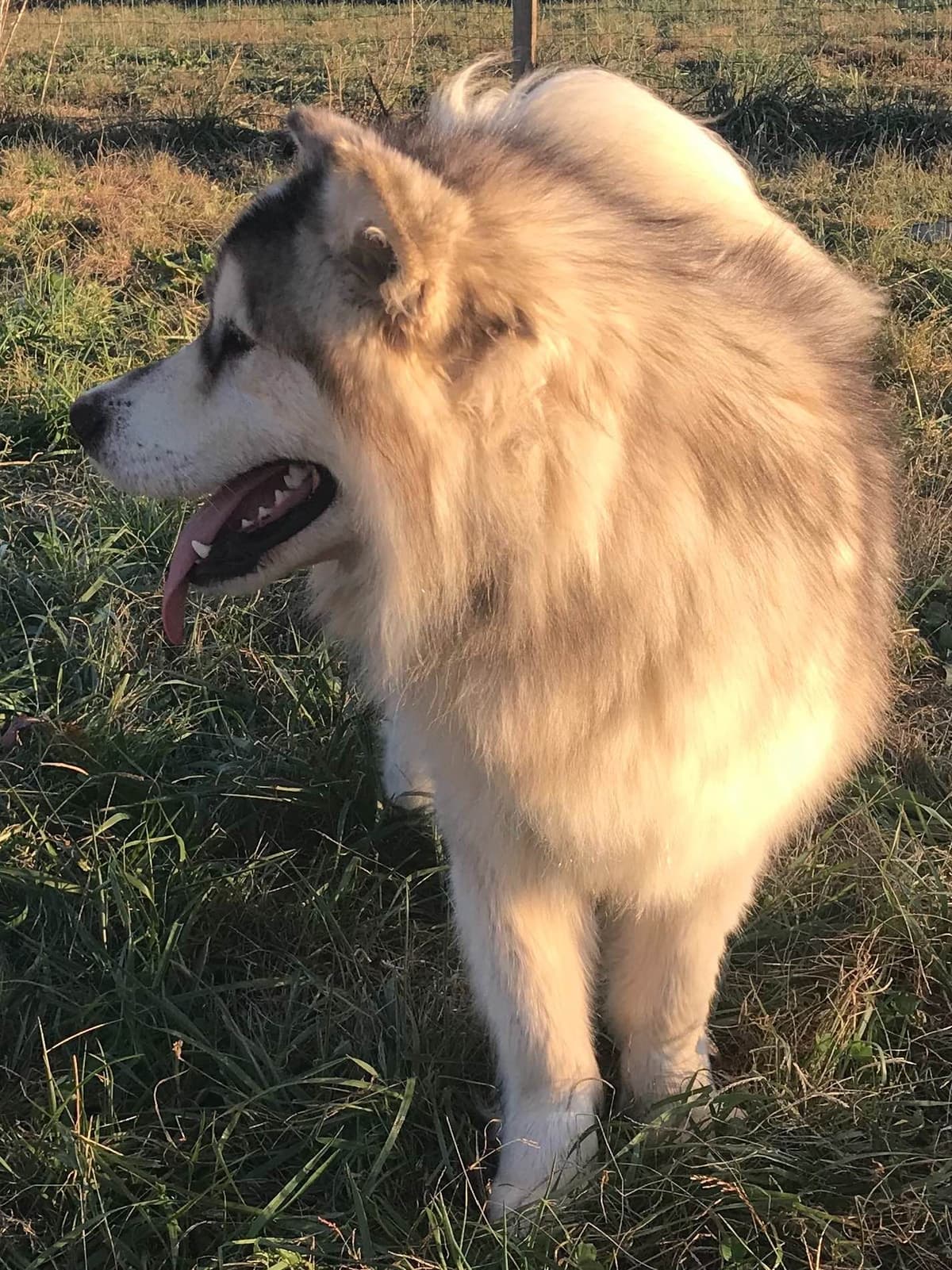 Alaskan Malamute Puppies breeder image 33