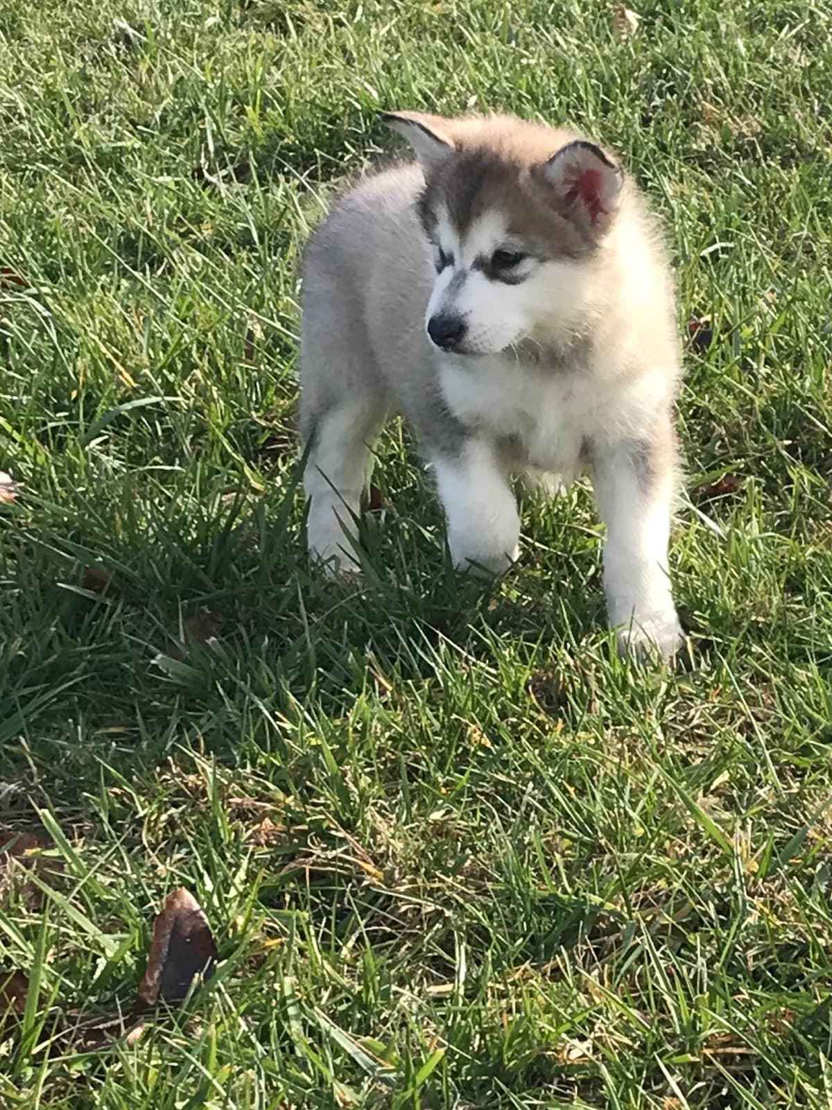 Alaskan Malamute Puppies breeder image 34