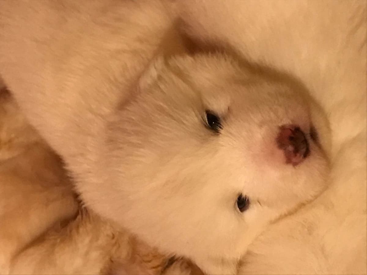Alaskan Malamute Puppies breeder image 35