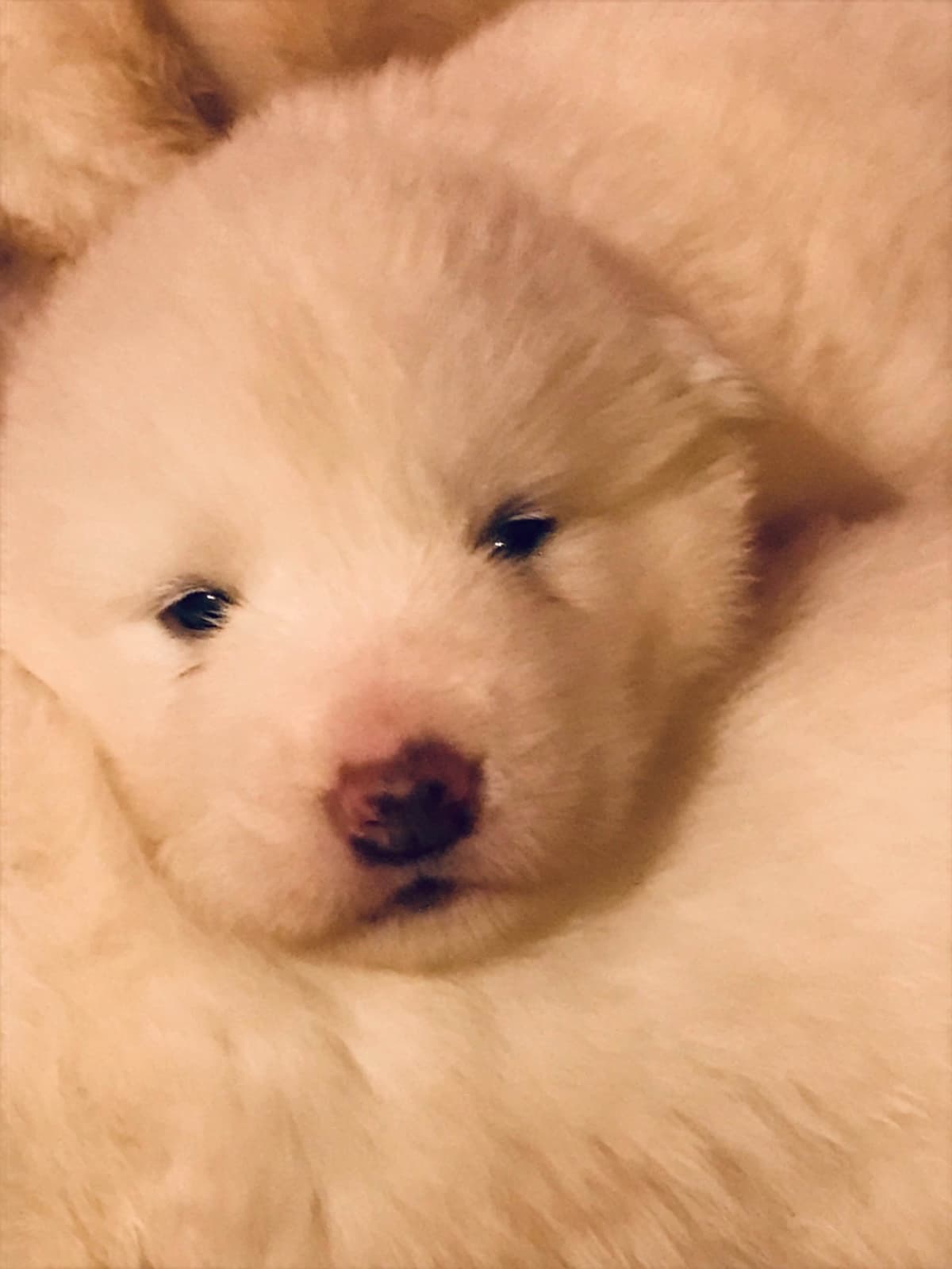 Alaskan Malamute Puppies breeder image 36