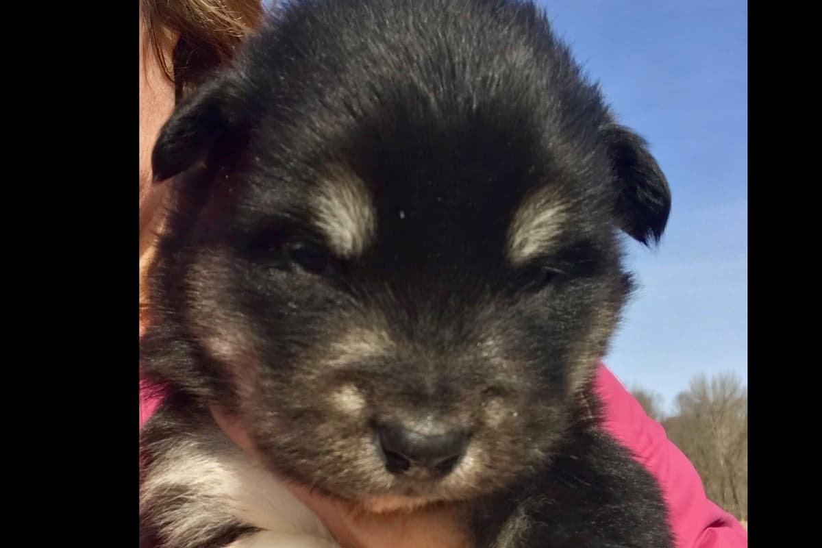 Alaskan Malamute Puppies breeder image 37
