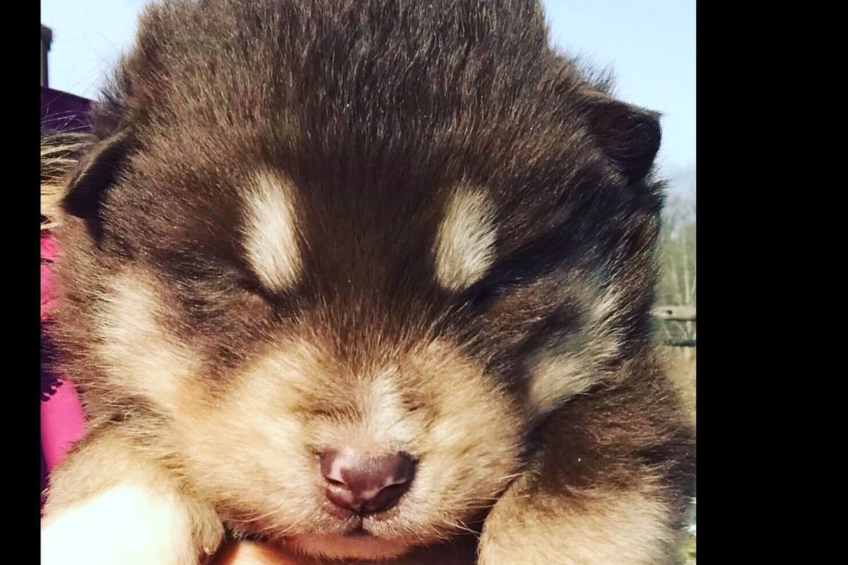 Alaskan Malamute Puppies breeder image 38