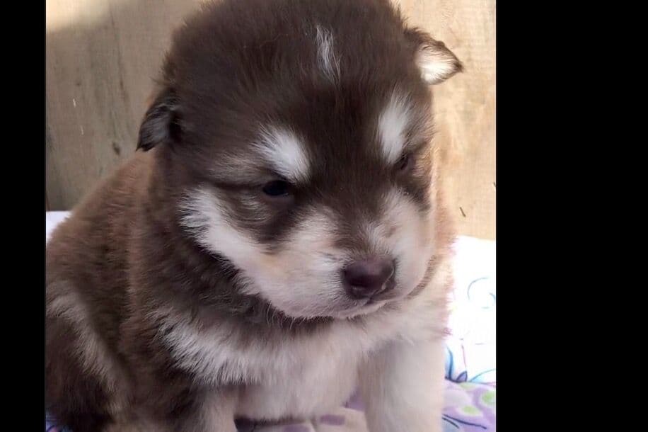 Alaskan Malamute Puppies breeder image 39