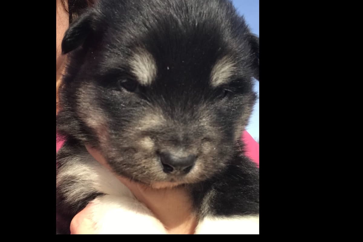 Alaskan Malamute Puppies breeder image 40