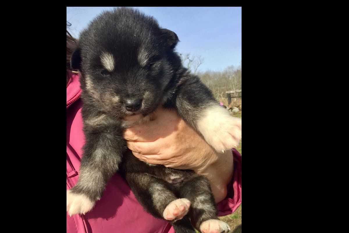 Alaskan Malamute Puppies breeder image 41