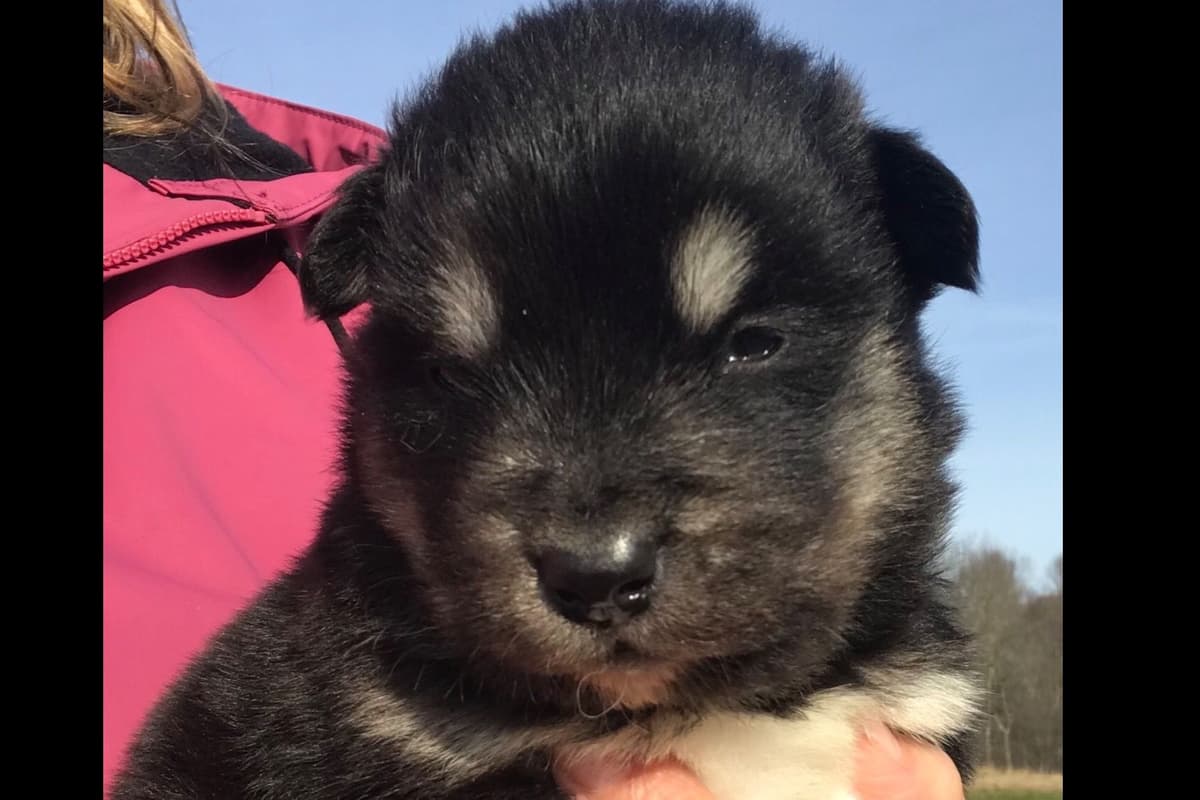 Alaskan Malamute Puppies breeder image 42