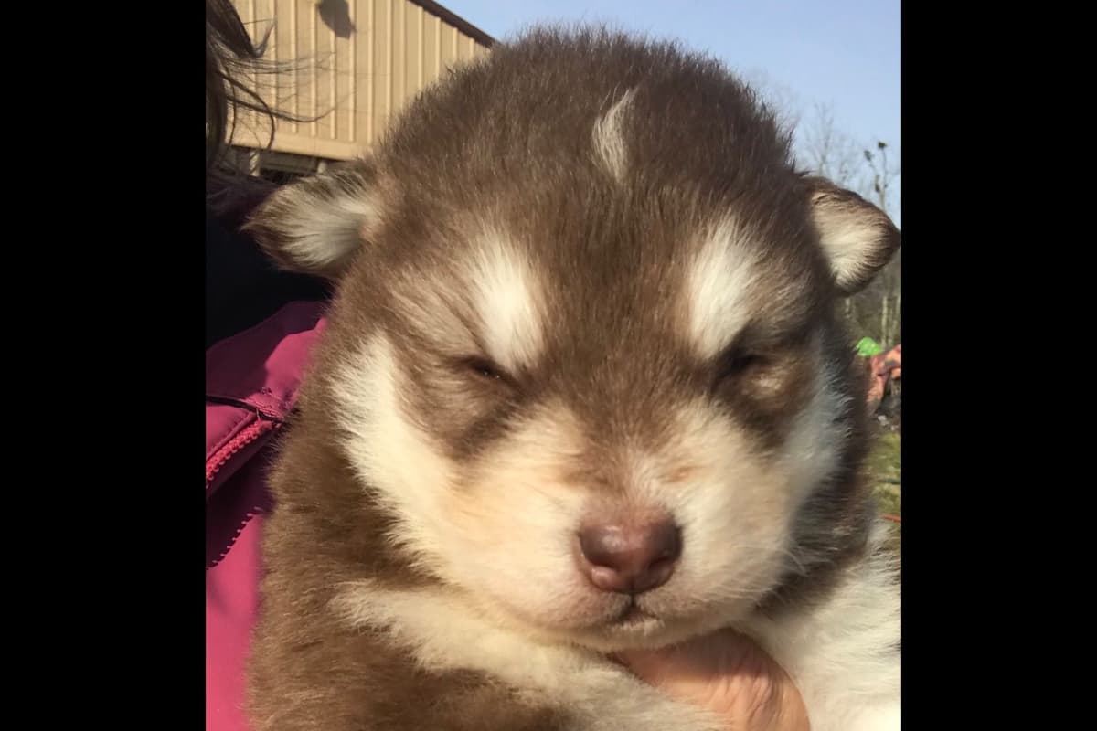Alaskan Malamute Puppies breeder image 43
