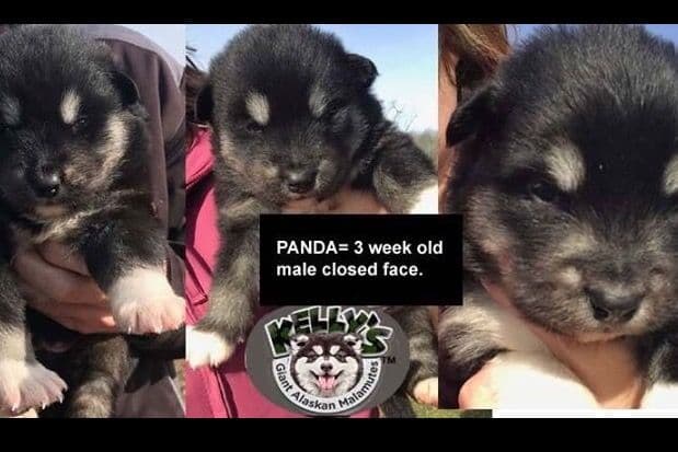 Alaskan Malamute Puppies breeder image 44