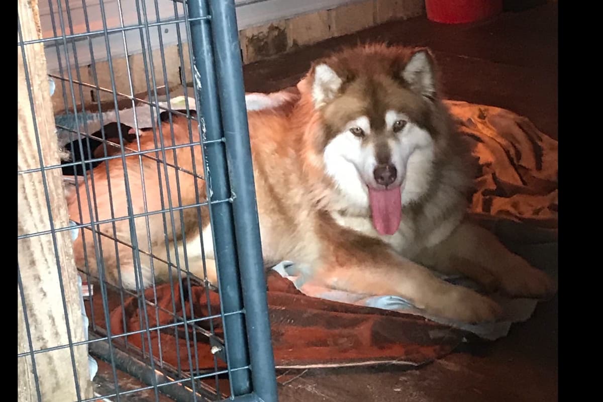 Alaskan Malamute Puppies breeder image 46