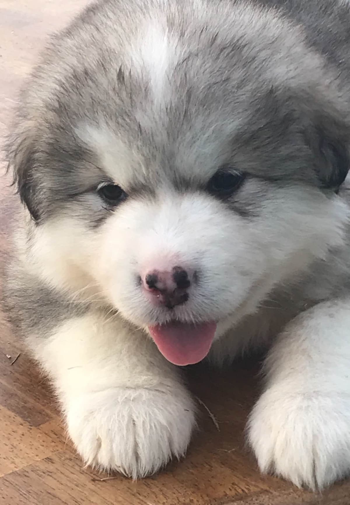 Alaskan Malamute Puppies breeder image 47