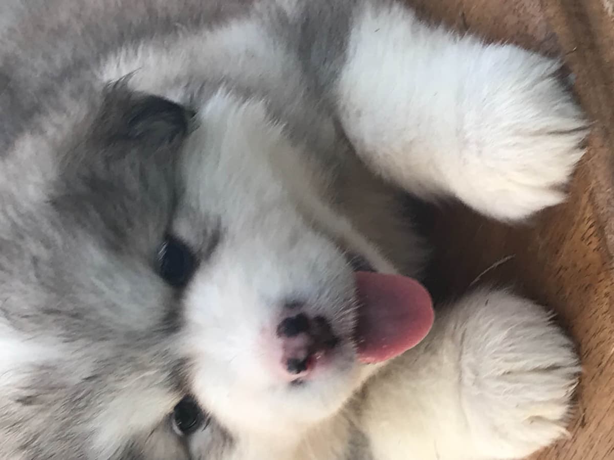 Alaskan Malamute Puppies breeder image 48
