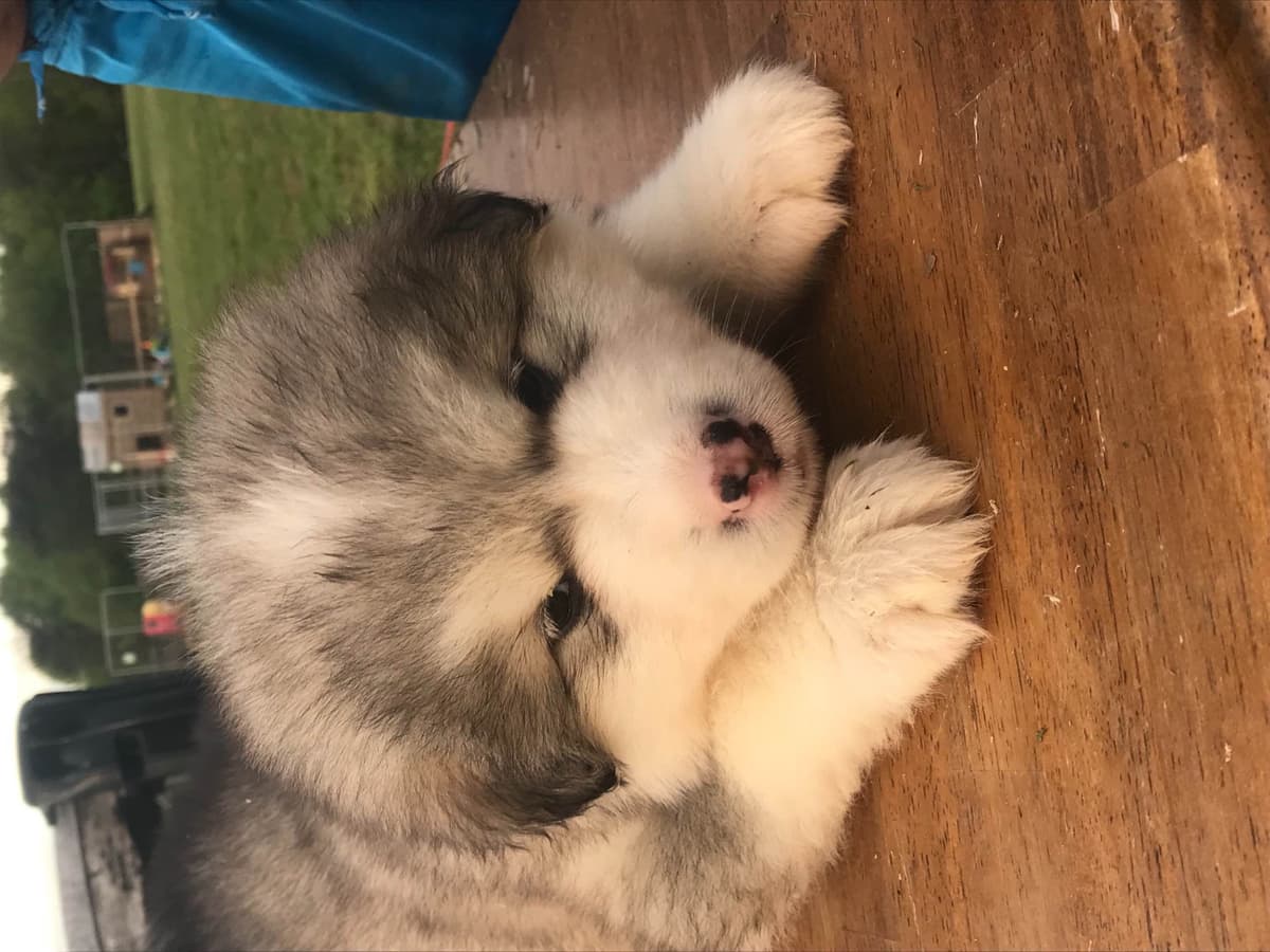 Alaskan Malamute Puppies breeder image 49