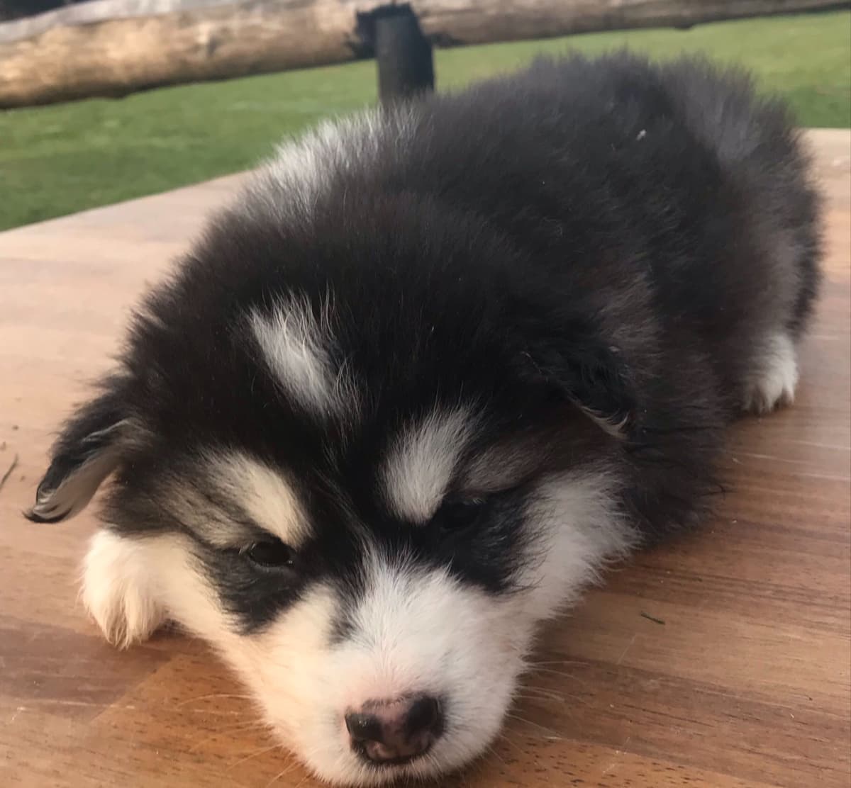 Alaskan Malamute Puppies breeder image 50