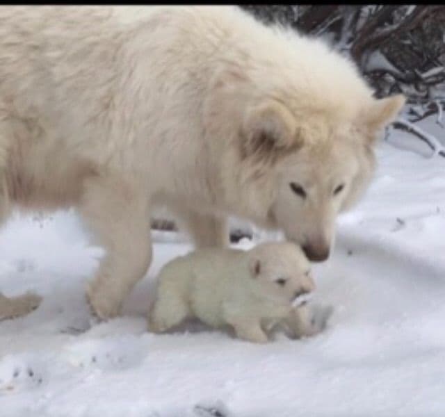 Alaskan Malamute Puppies breeder image 51