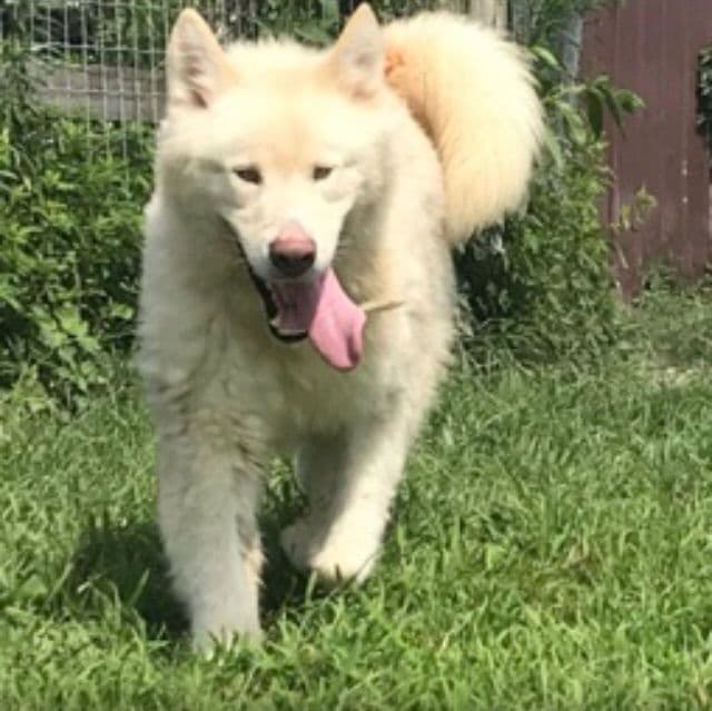 Alaskan Malamute Puppies breeder image 52