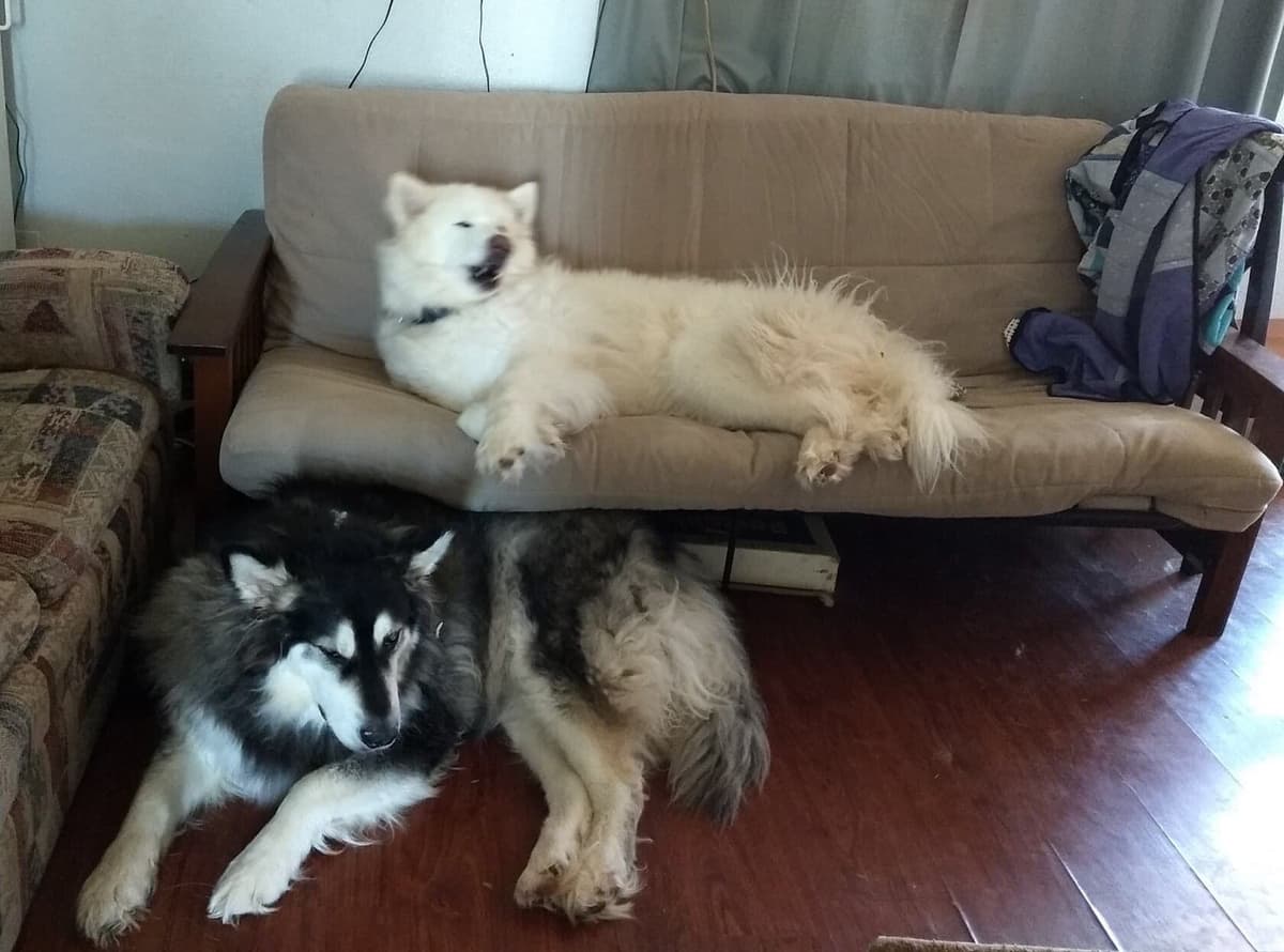 Alaskan Malamute Puppies breeder image 54