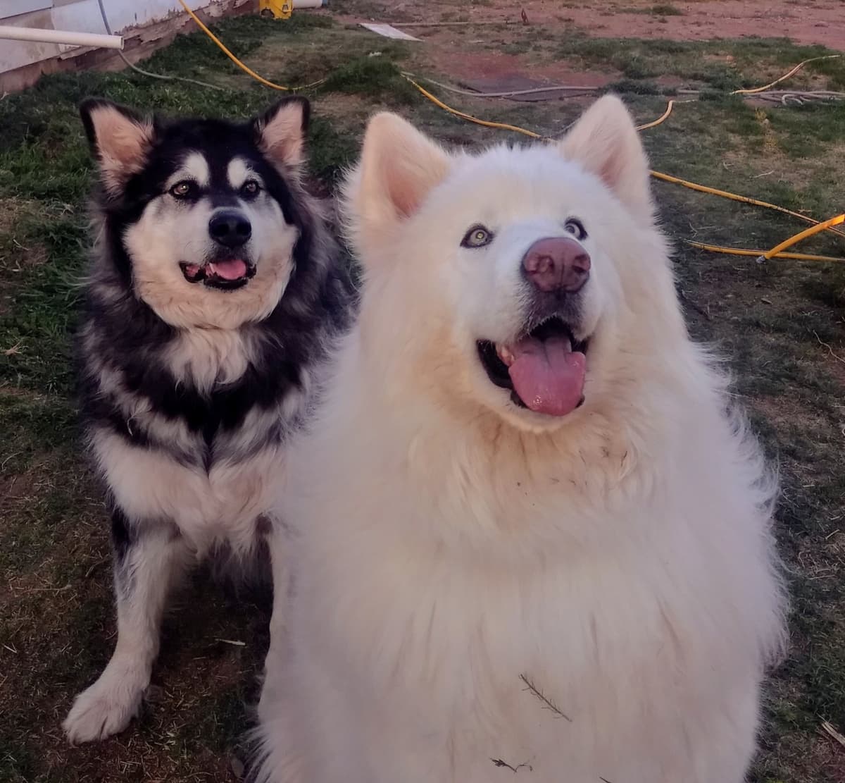 Alaskan Malamute Puppies breeder image 55