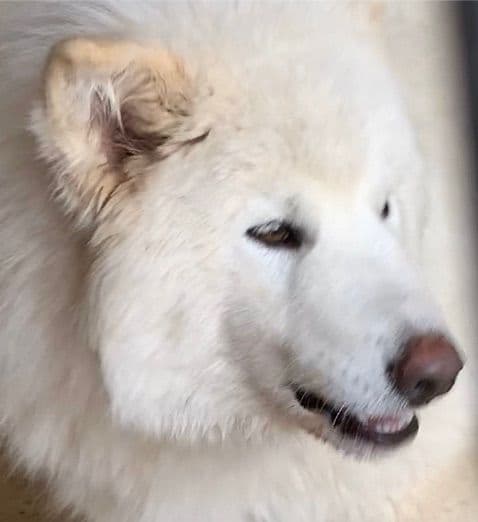 Alaskan Malamute Puppies breeder image 56