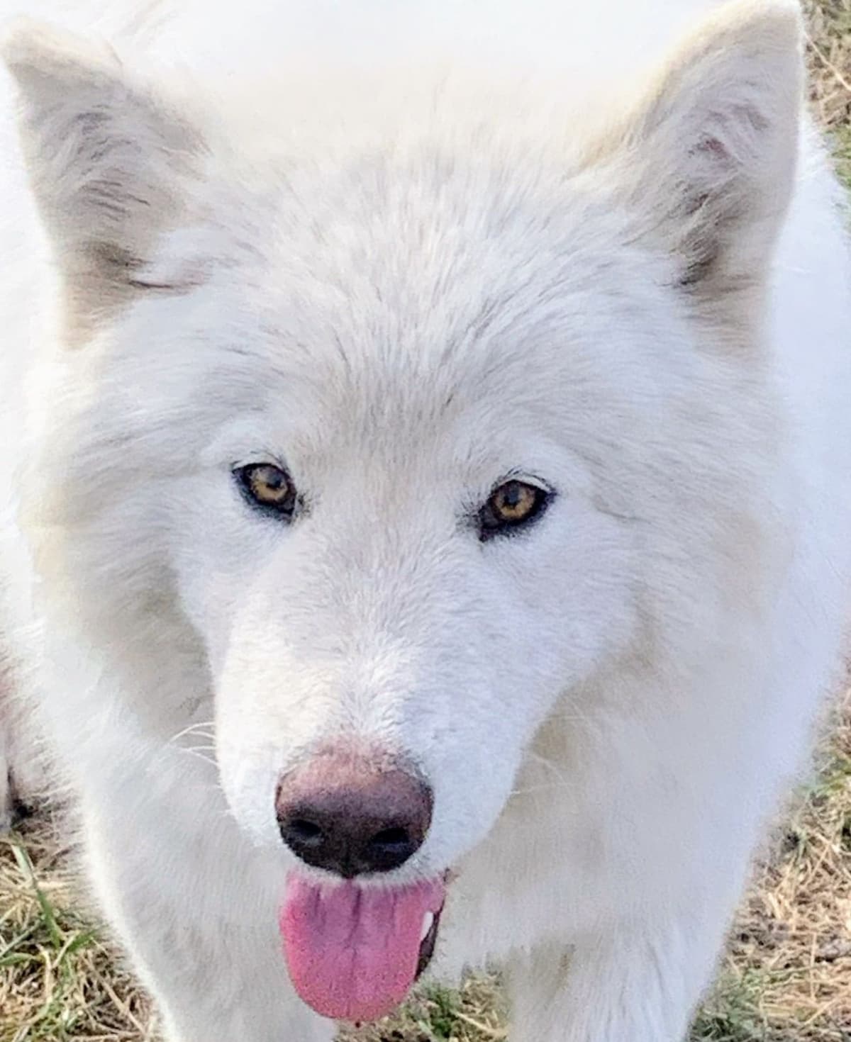 Alaskan Malamute Puppies breeder image 59