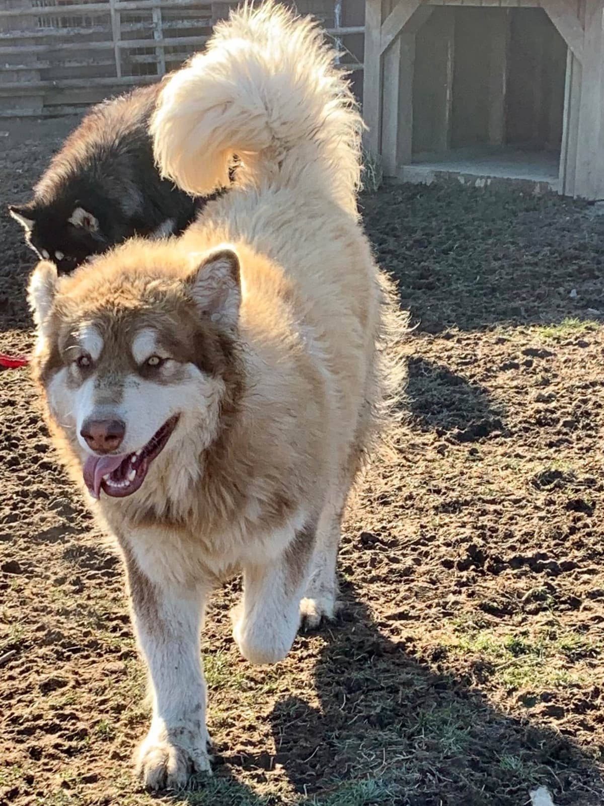 Alaskan Malamute Puppies breeder image 60