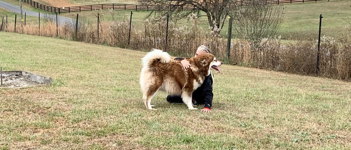 Alaskan Malamute Puppies breeder image 61
