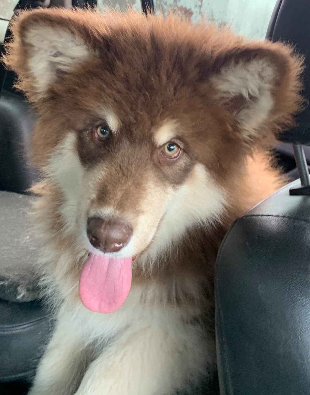 Alaskan Malamute Puppies breeder image 65