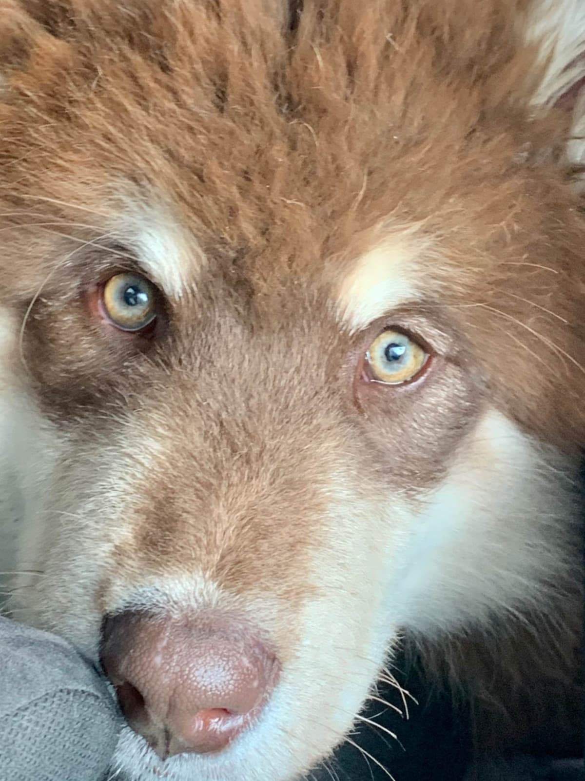 Alaskan Malamute Puppies breeder image 69