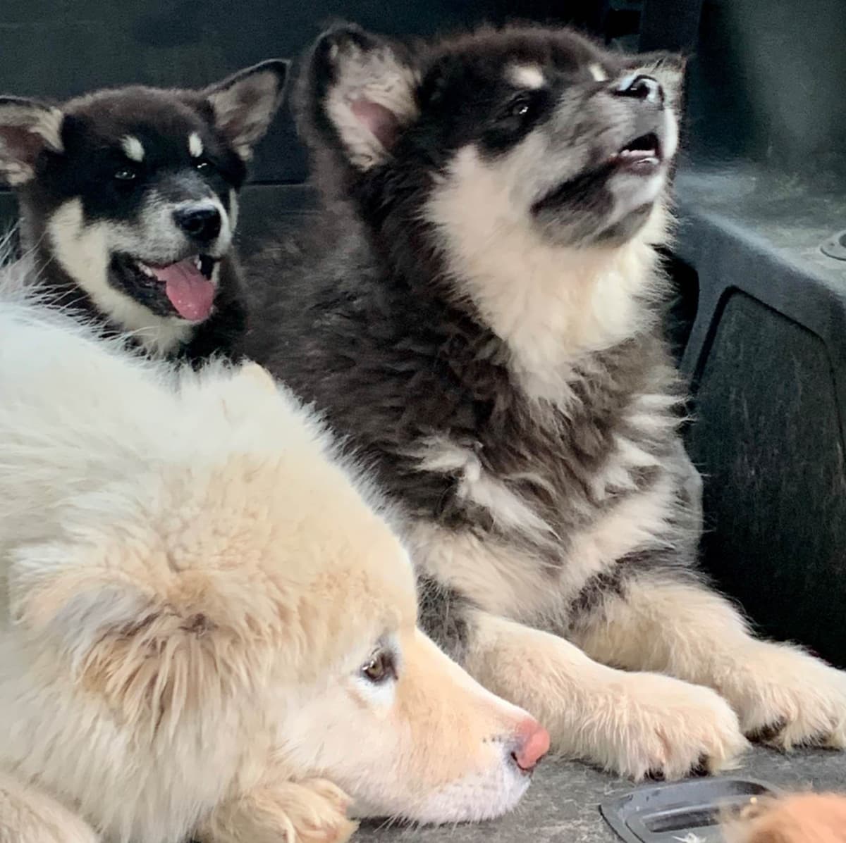 Alaskan Malamute Puppies breeder image 67