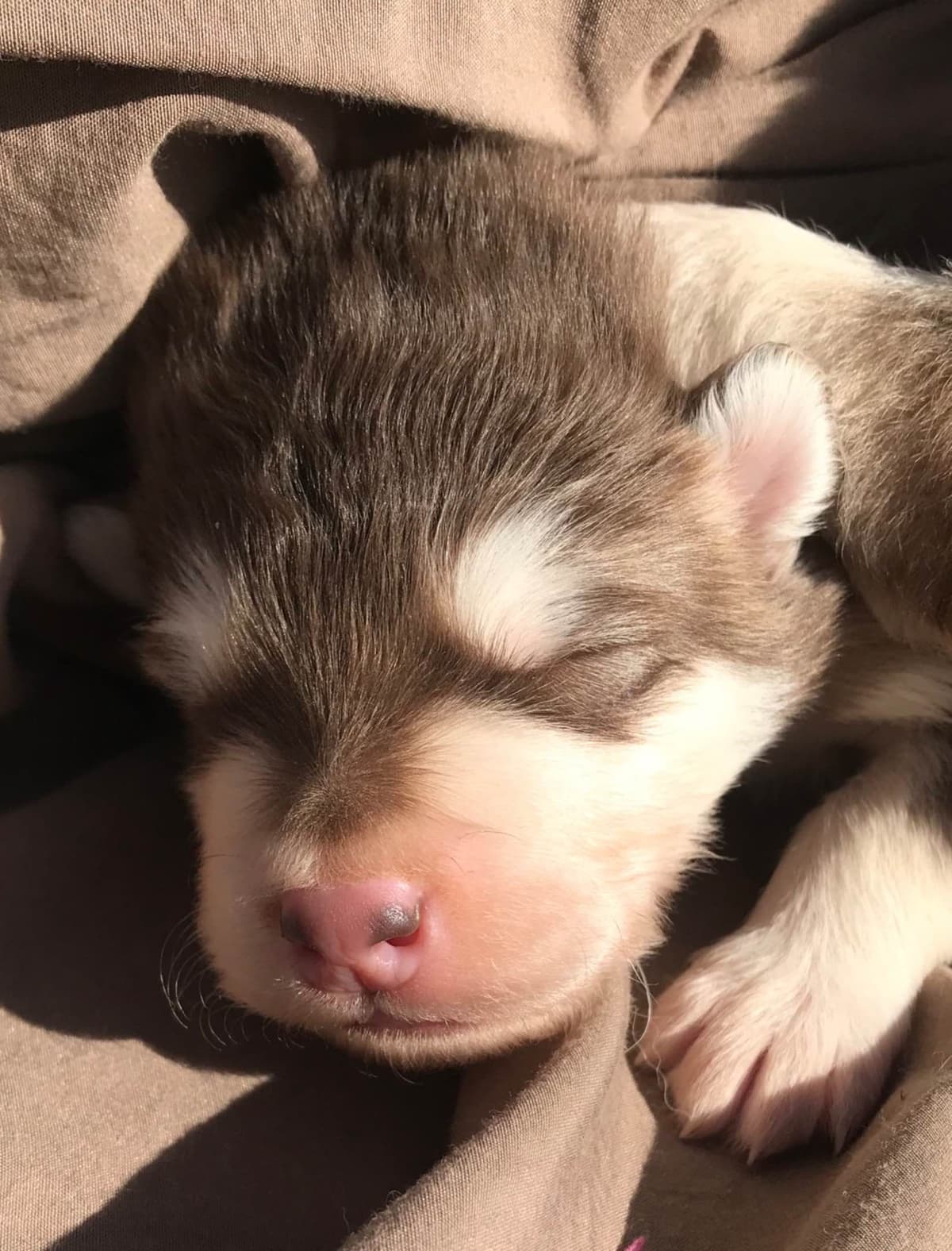 Alaskan Malamute Puppies breeder image 68