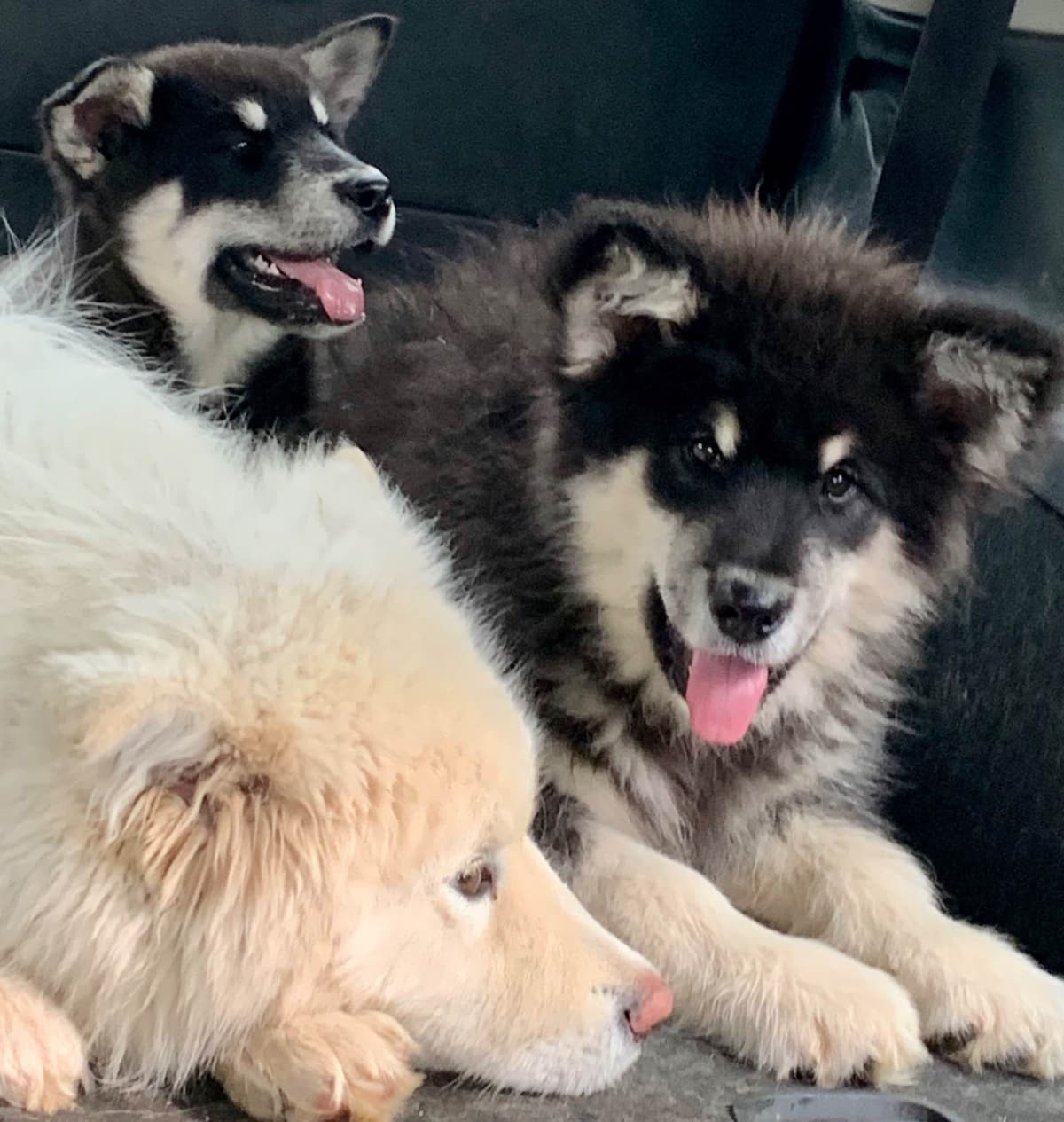 Alaskan Malamute Puppies breeder image 70