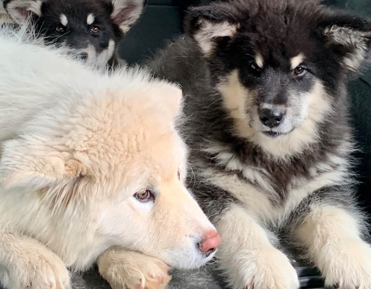 Alaskan Malamute Puppies breeder image 71