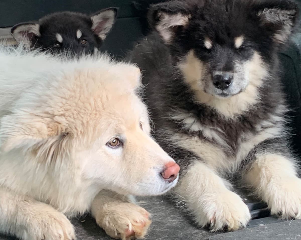 Alaskan Malamute Puppies breeder image 72