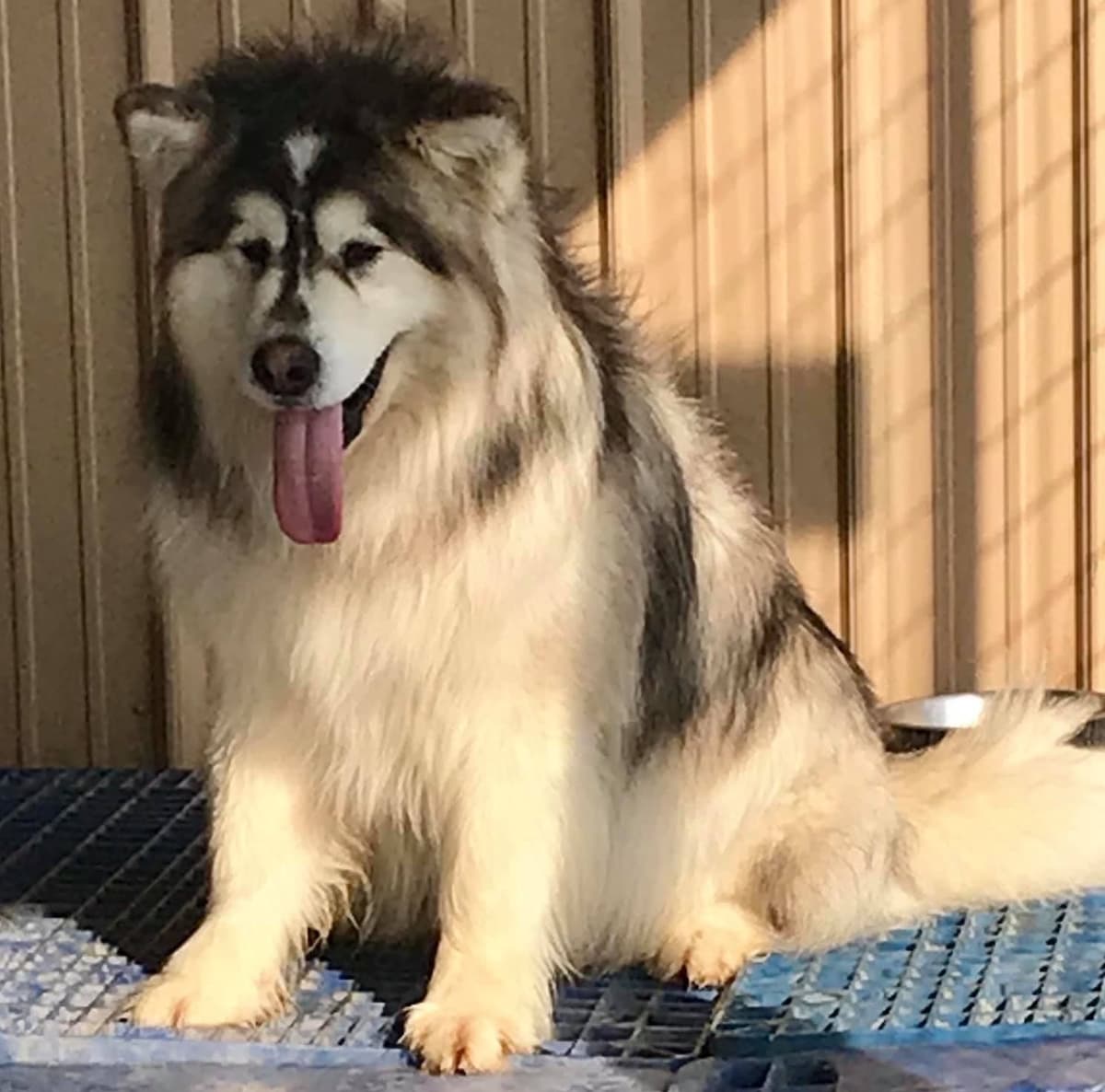 Alaskan Malamute Puppies breeder image 77