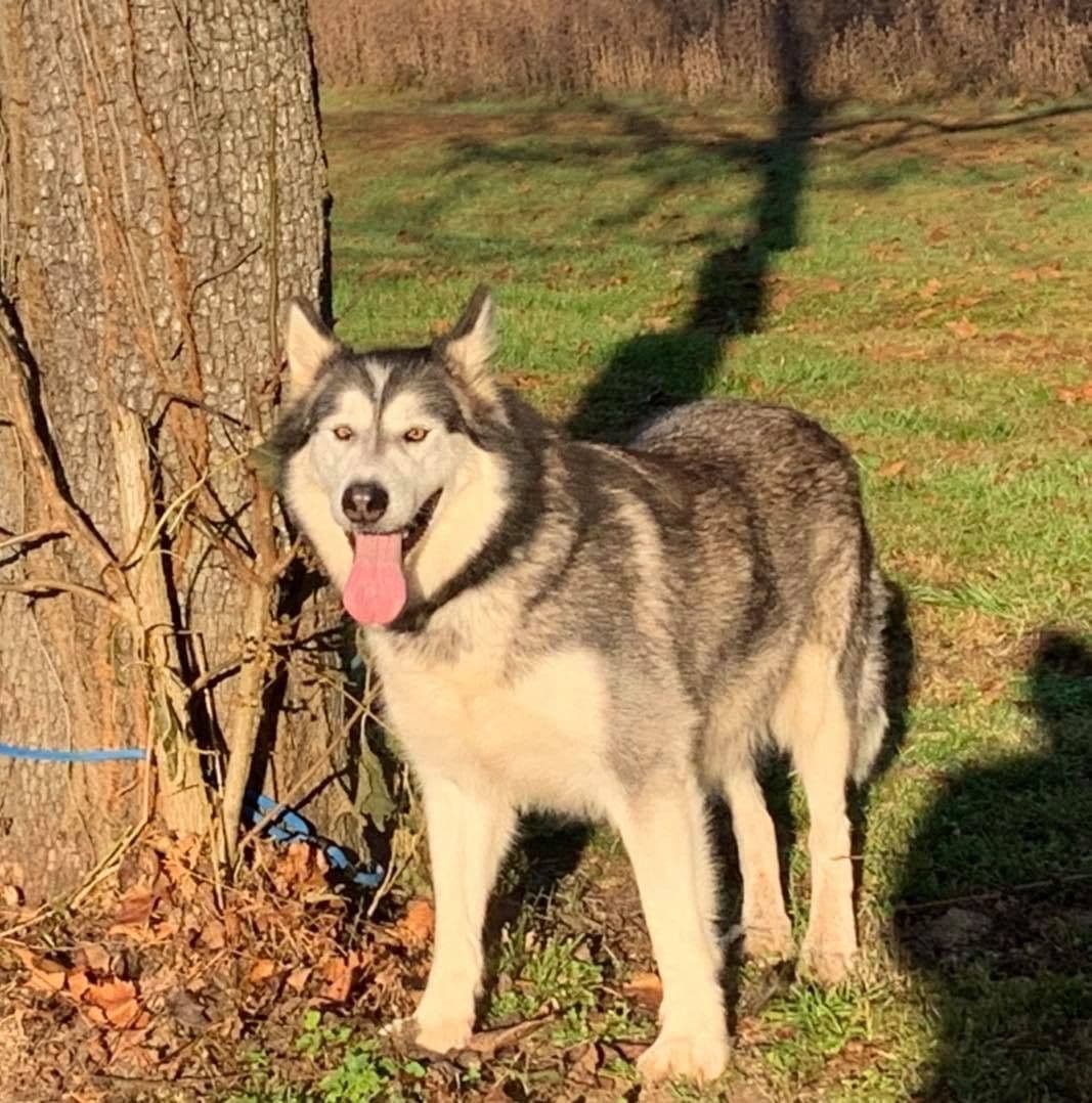 Alaskan Malamute Puppies breeder image 79