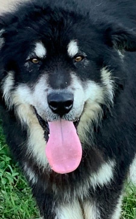 Alaskan Malamute Puppies breeder image 80