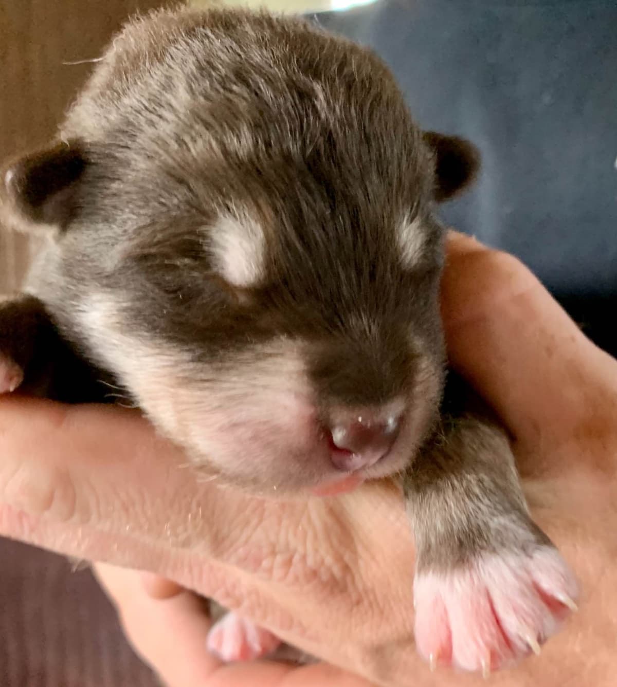 Alaskan Malamute Puppies breeder image 81