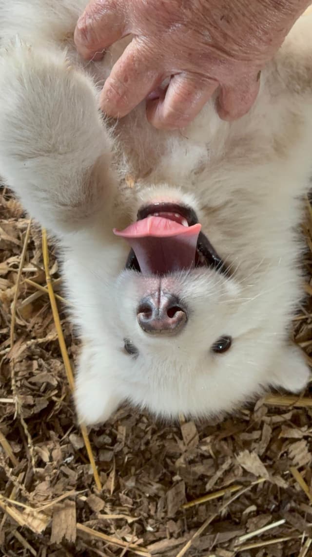 Alaskan Malamute Puppies media 3