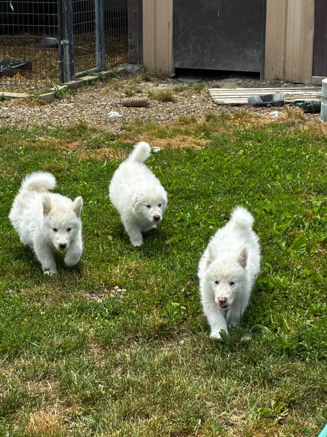 Alaskan Malamute Puppies media 4