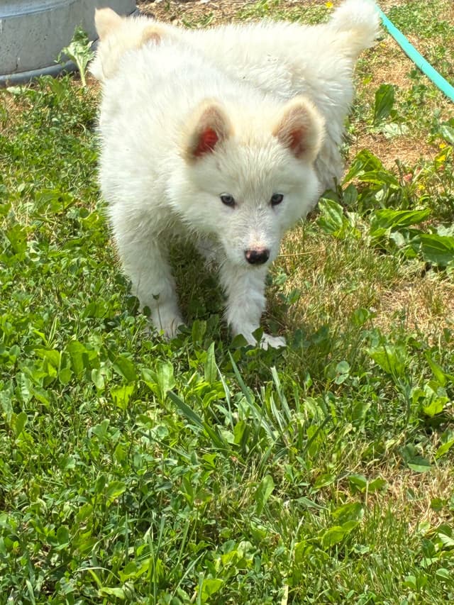 Alaskan Malamute Puppies media 5