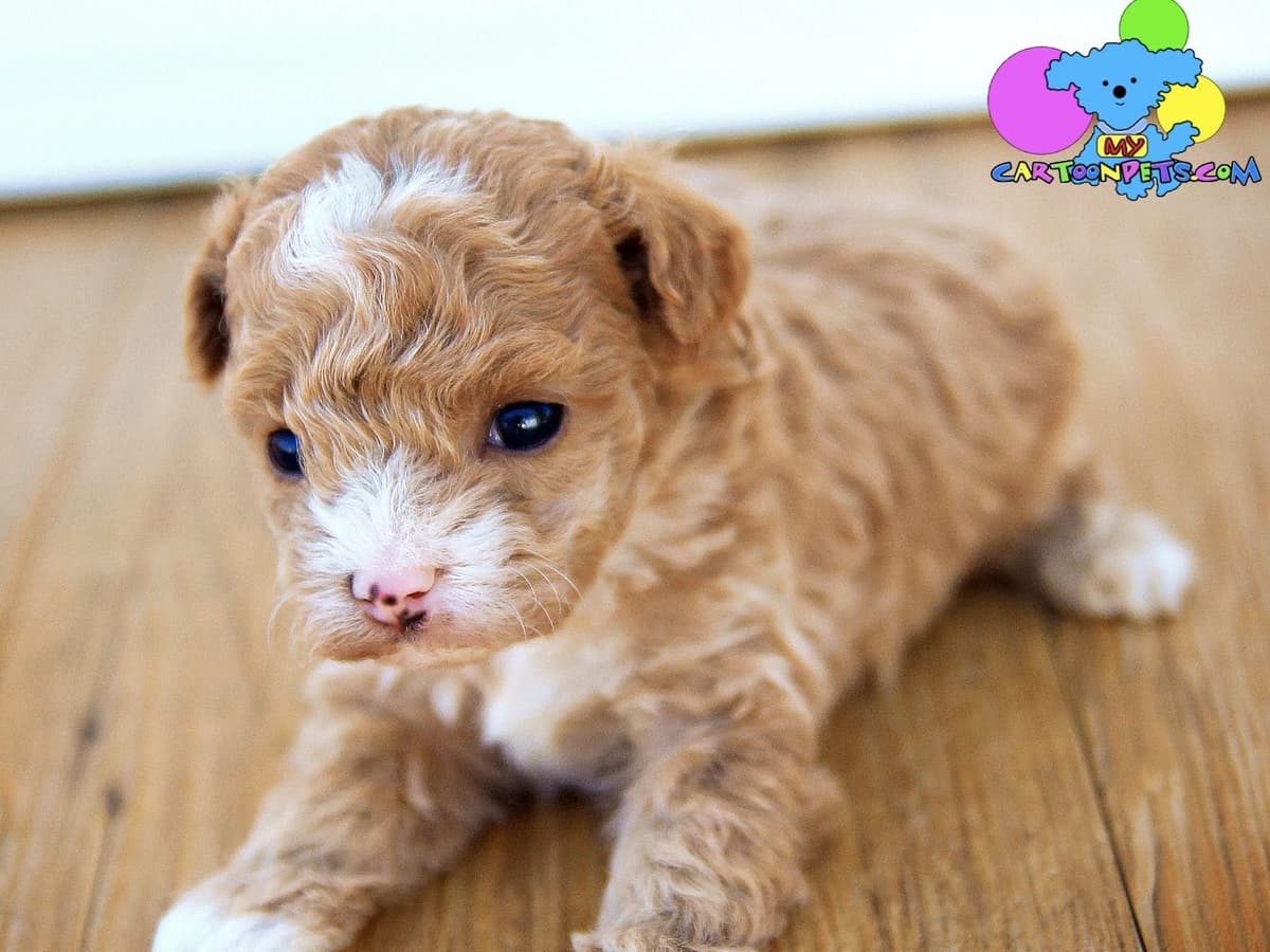 Poodle Puppies breeder image 11