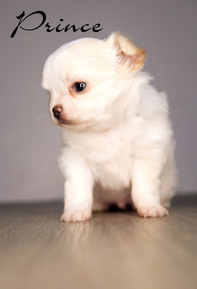 Chihuahua Puppies media 2