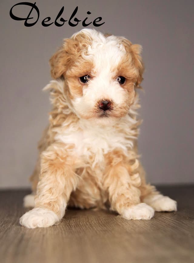Poodle Puppies media 2
