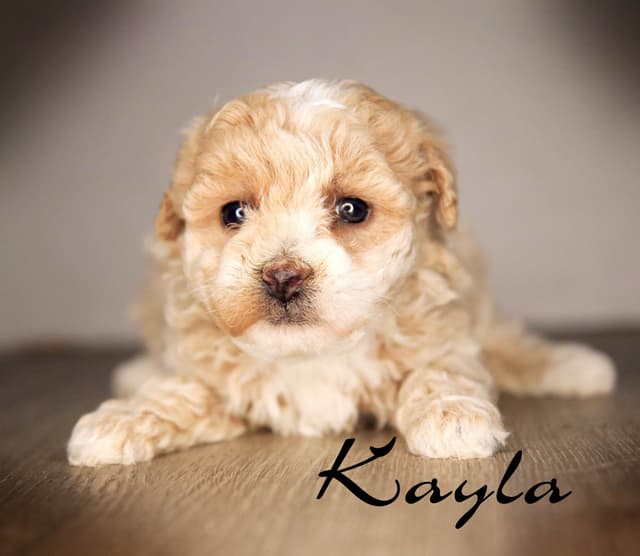 Poodle Puppies media 3