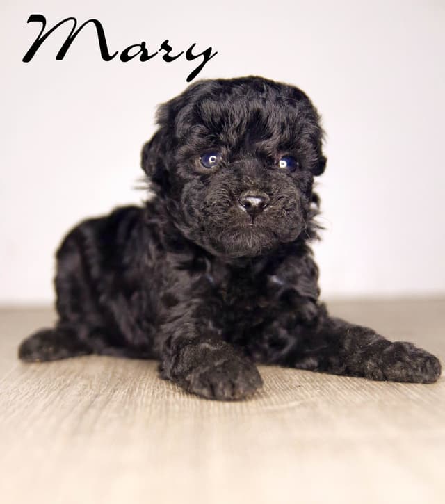 Poodle Puppies media 4