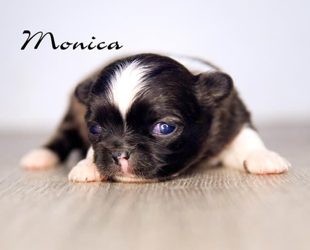 Chihuahua Puppies media 2