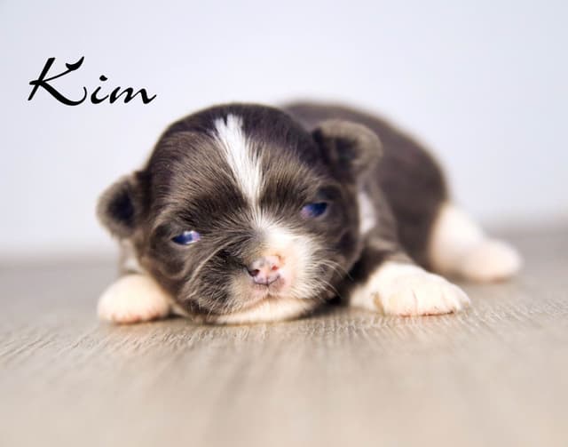 Chihuahua Puppies media 3