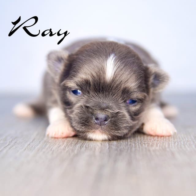 Chihuahua Puppies media 4