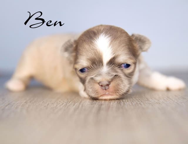 Chihuahua Puppies media 5