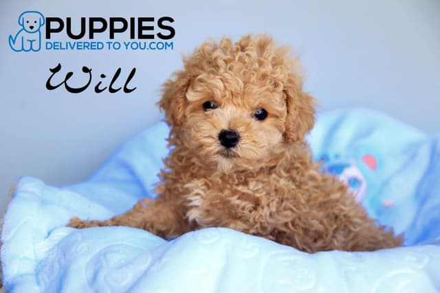Beautiful Poodle Puppies media 3